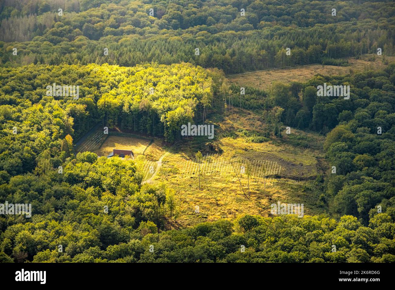 Vista aerea, area forestale con schiarimento, lavori forestali e piantagione di alberi con coperture di protezione degli alberi, Menden, Ruhr, Renania settentrionale-Vestfalia, Germania, Foto Stock