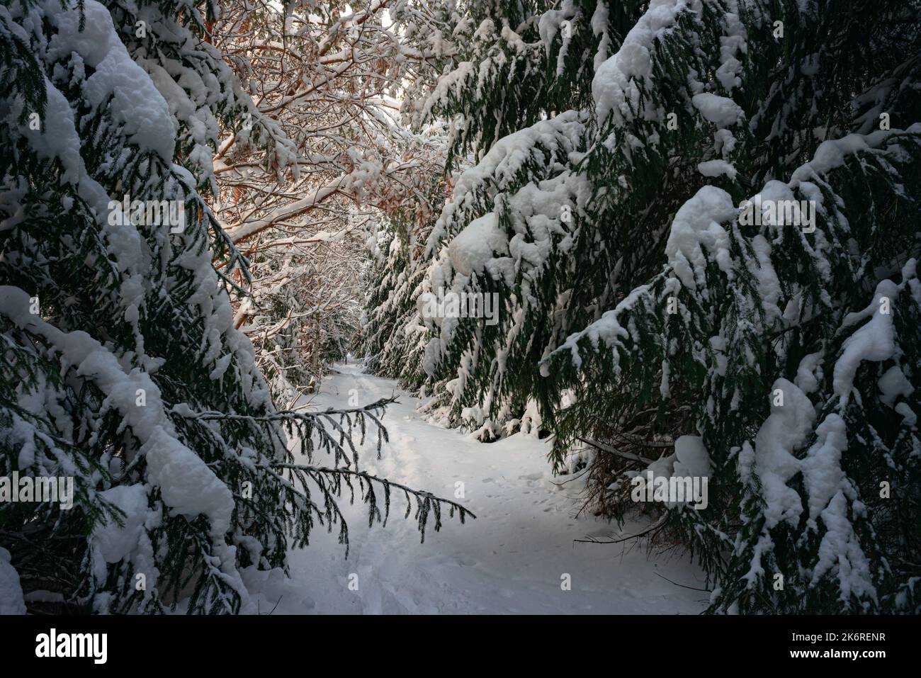 Alberi di pino coperto di neve sul pupazzo di neve di sera. Splendido panorama invernale Foto Stock
