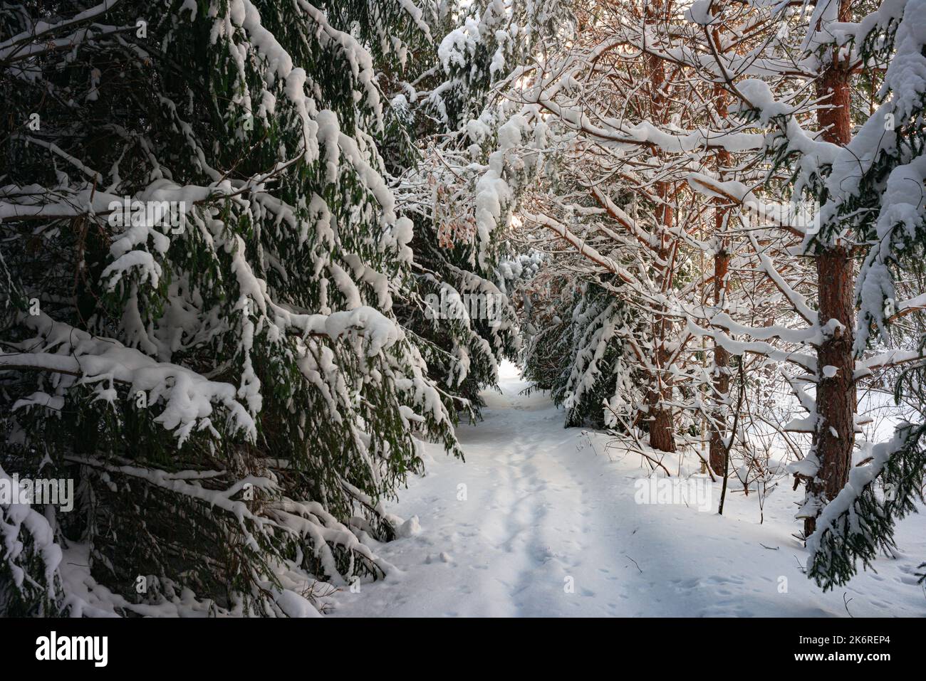 Alberi di pino coperto di neve sul pupazzo di neve di sera. Splendido panorama invernale Foto Stock