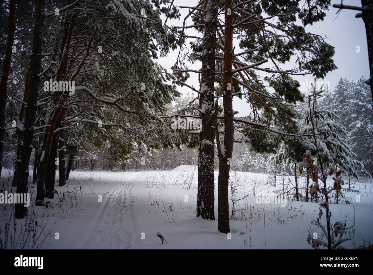 Inverno in una foresta di abete rosso, spruces coperto di neve bianca e soffice. Messa a fuoco selettiva. Foto Stock