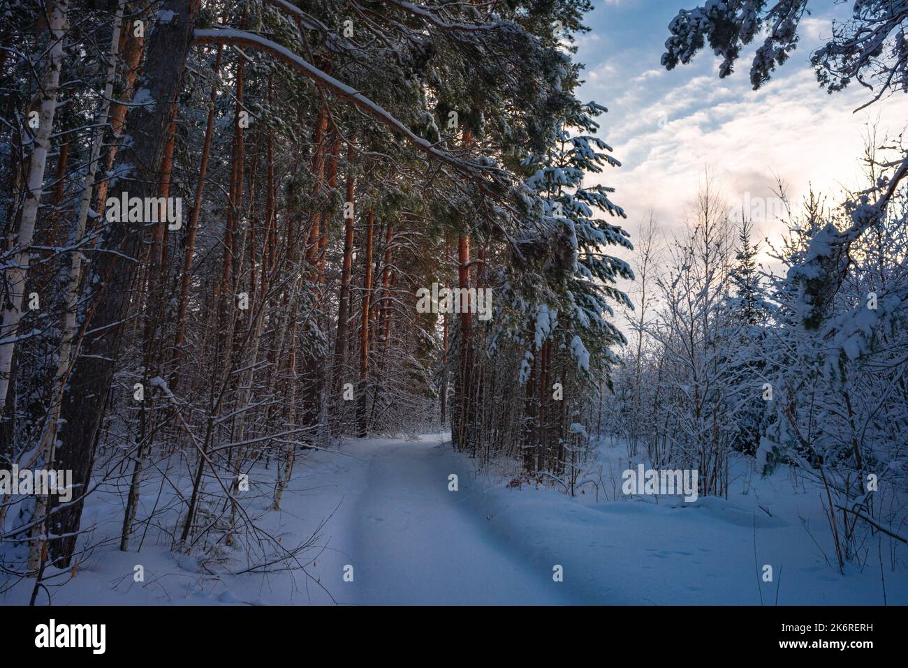 Alberi di pino coperto di neve sul pupazzo di neve di sera. Splendido panorama invernale Foto Stock