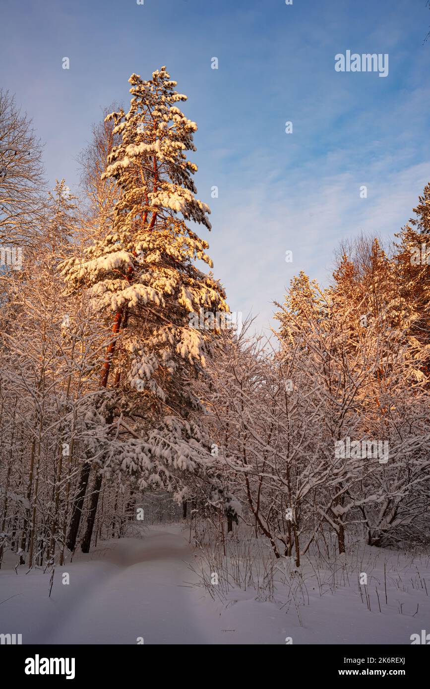 Alberi di pino coperto di neve sul pupazzo di neve di sera. Splendido panorama invernale Foto Stock