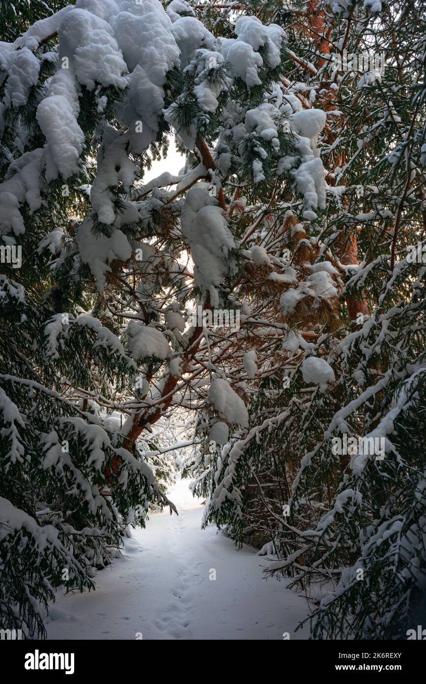 Alberi di pino coperto di neve sul pupazzo di neve di sera. Splendido panorama invernale Foto Stock