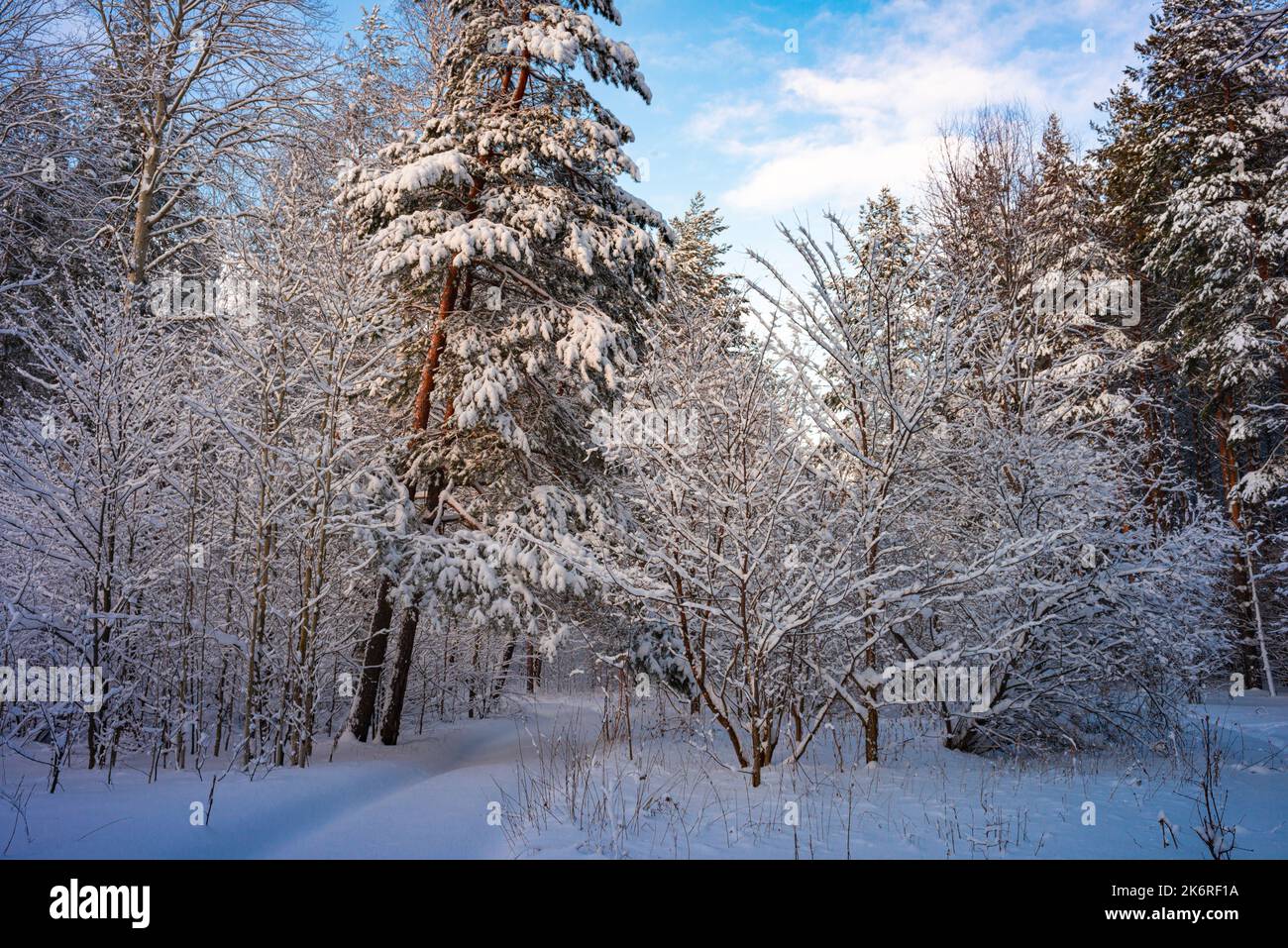 Alberi di pino coperto di neve sul pupazzo di neve di sera. Splendido panorama invernale Foto Stock