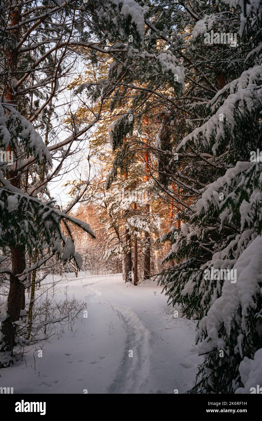 Alberi di pino coperto di neve sul pupazzo di neve di sera. Splendido panorama invernale Foto Stock