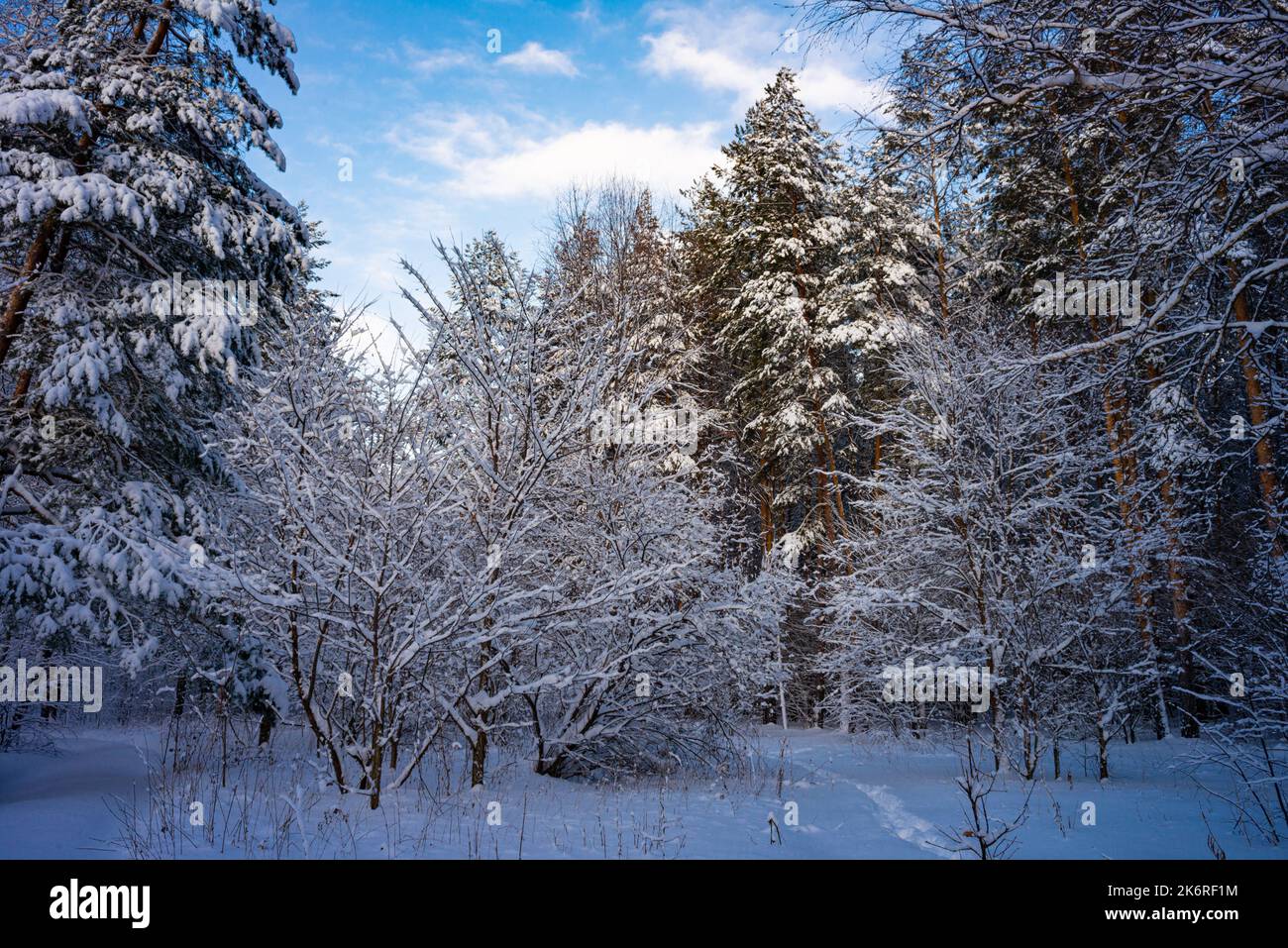 Alberi di pino coperto di neve sul pupazzo di neve di sera. Splendido panorama invernale Foto Stock