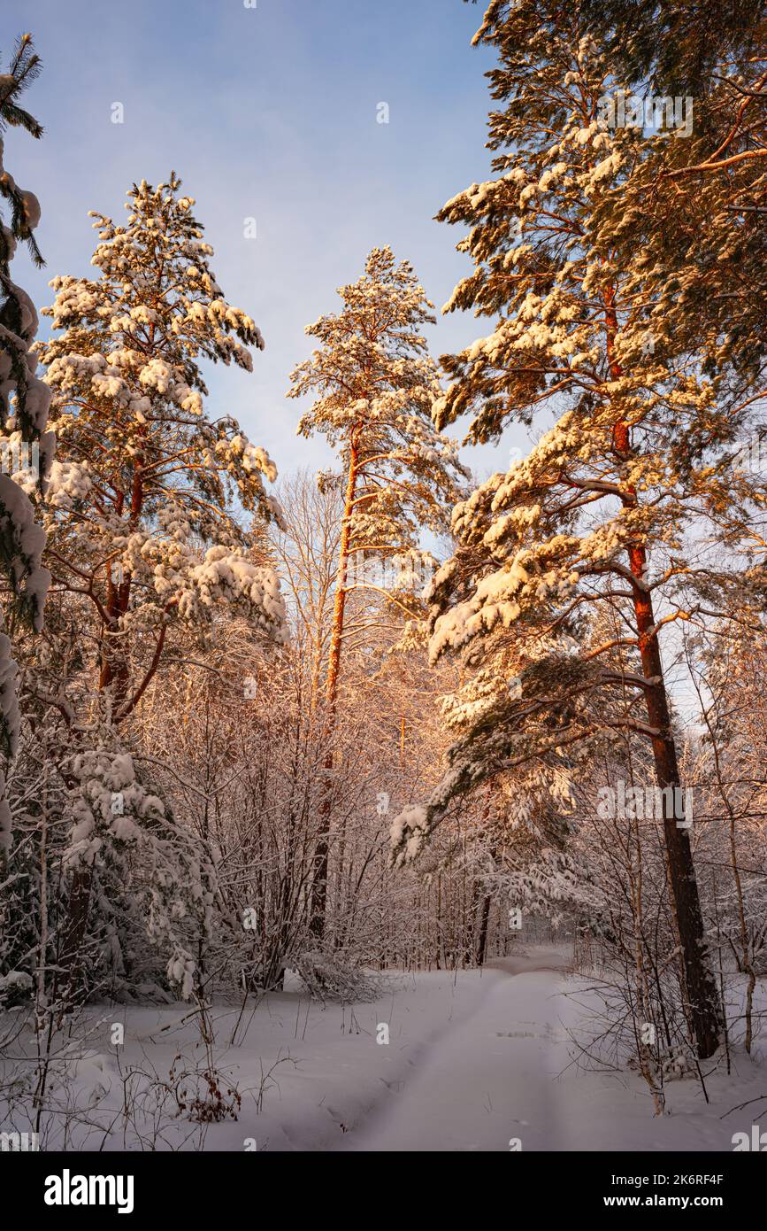 Alberi di pino coperto di neve sul pupazzo di neve di sera. Splendido panorama invernale Foto Stock