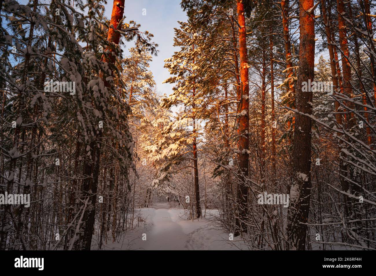 Alberi di pino coperto di neve sul pupazzo di neve di sera. Splendido panorama invernale Foto Stock