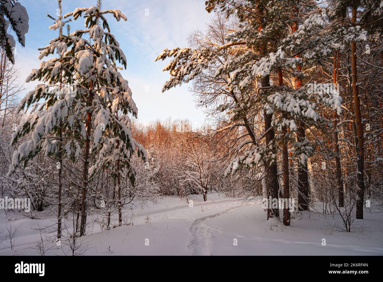 Alberi di pino coperto di neve sul pupazzo di neve di sera. Splendido panorama invernale Foto Stock