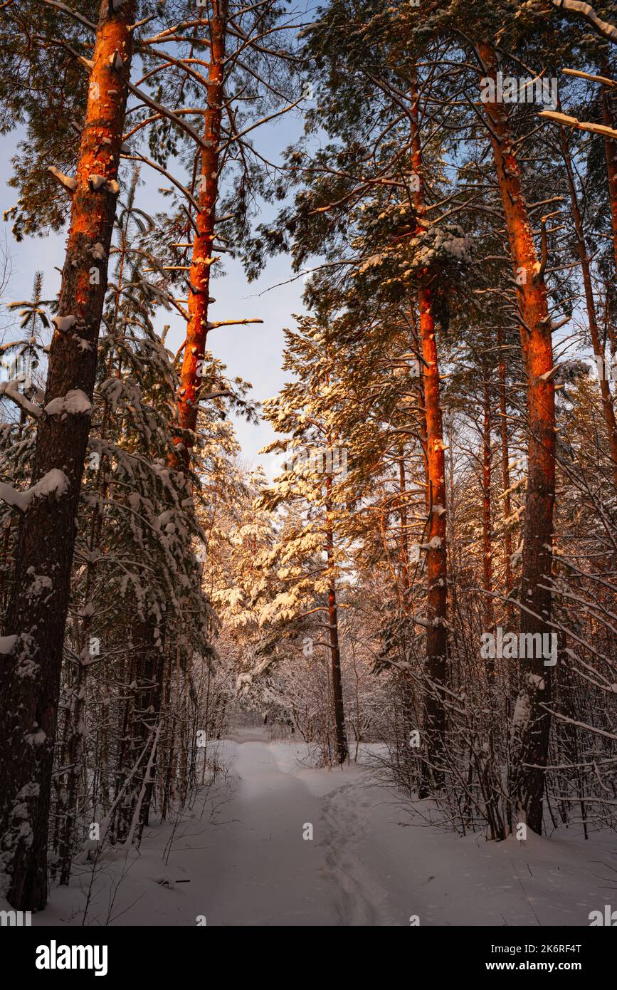 Alberi di pino coperto di neve sul pupazzo di neve di sera. Splendido panorama invernale Foto Stock