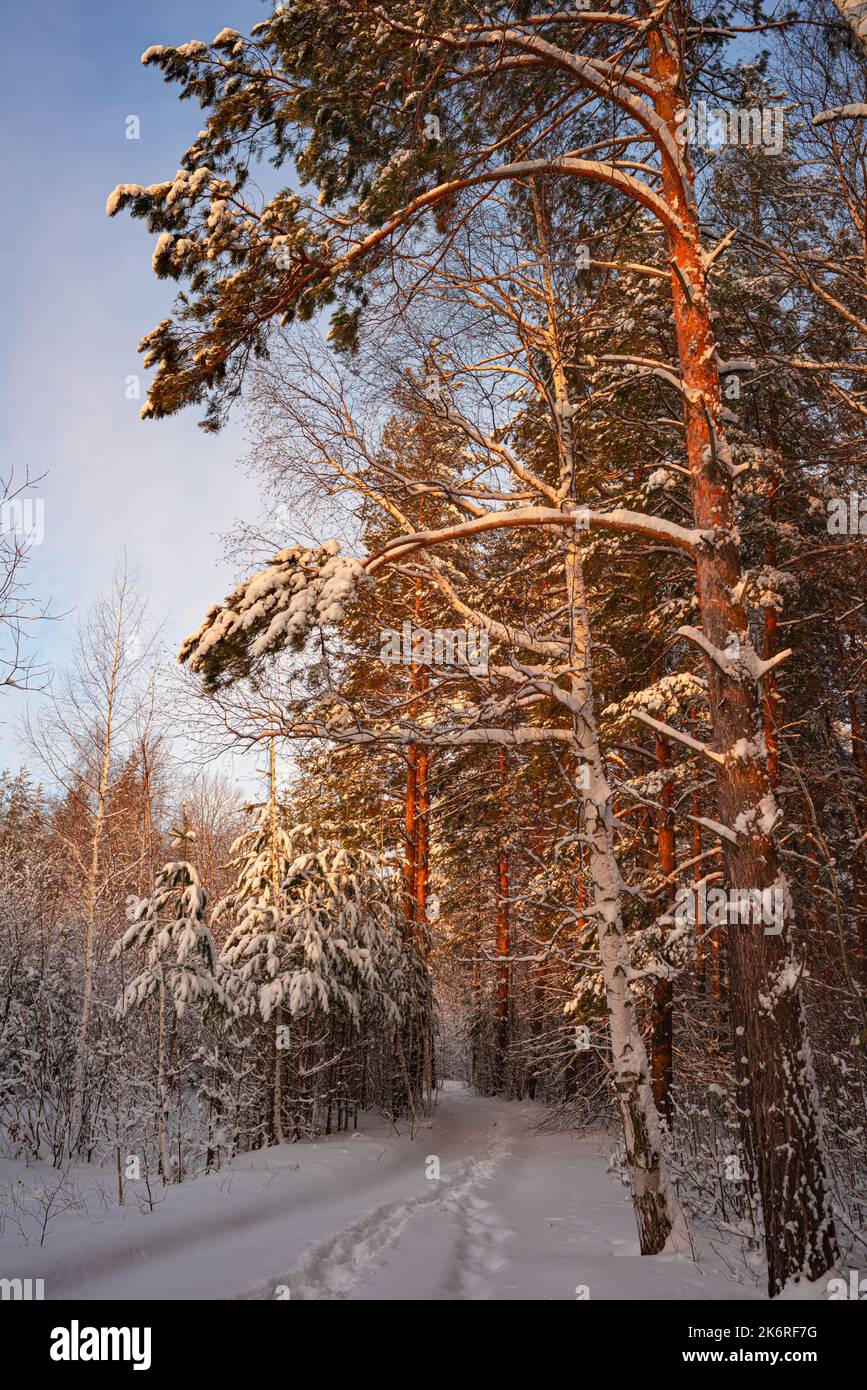 Alberi di pino coperto di neve sul pupazzo di neve di sera. Splendido panorama invernale Foto Stock