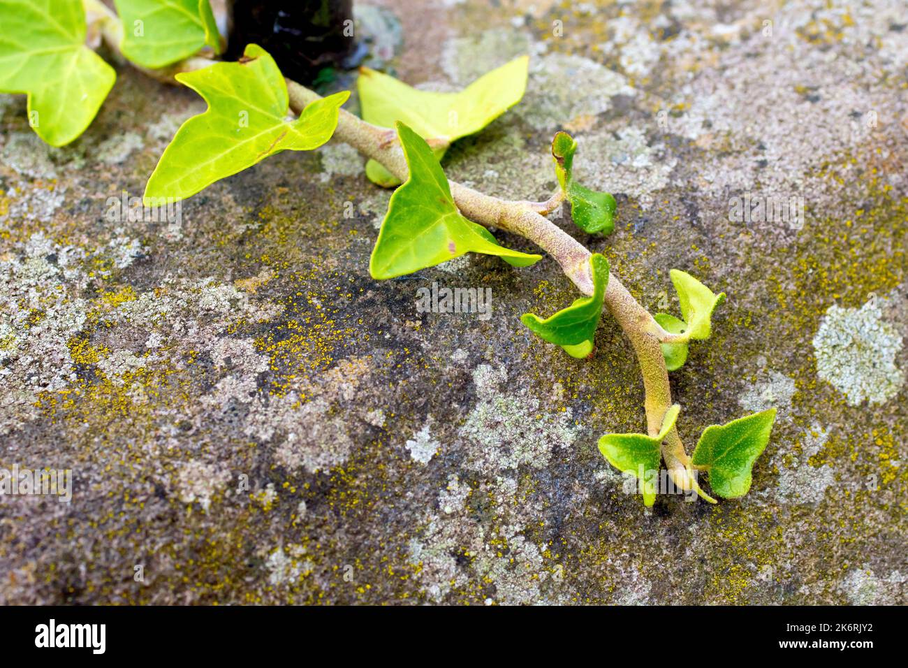 Ivy (hedera Helix), primo piano che mostra la fine di un tendolo della pianta di arrampicata che si protesa su un muro di arenaria coperto di lichene. Foto Stock