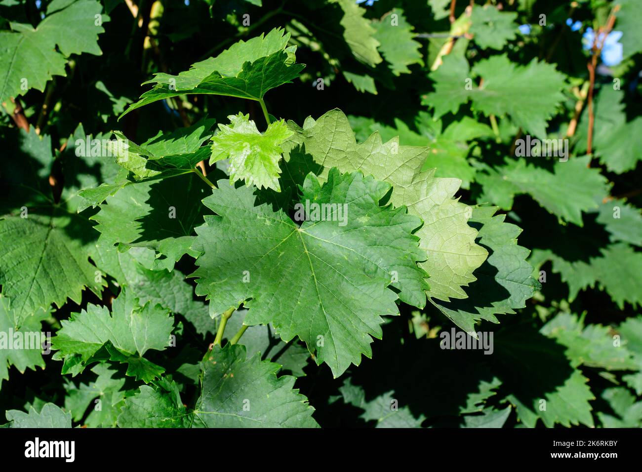 Primo piano di molte foglie di vino verde vivo in vigna in una soleggiata giornata autunnale Foto Stock