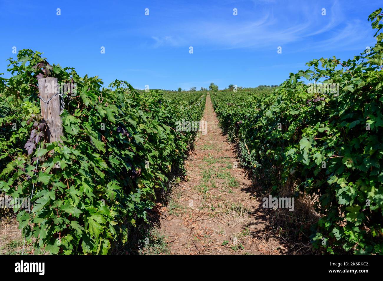 Fila con grandi piante con molte uve biologiche mature e foglie verdi in vigna in una giornata di sole autunno Foto Stock
