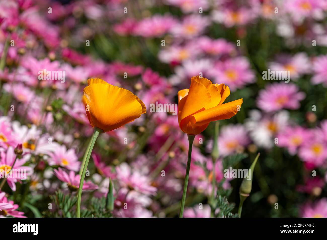 papaveri arancioni su uno sfondo di fiori rosa Foto Stock