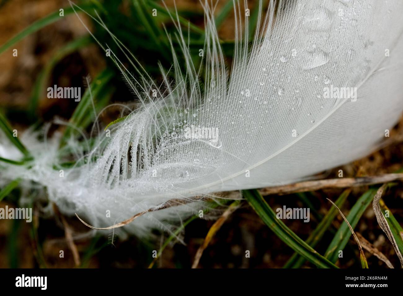 Macro fotografia di una piuma bianca di un cigno con gocce d'acqua. La goccia agisce come una lente d'ingrandimento e rivela i peli fini della piuma. Foto Stock