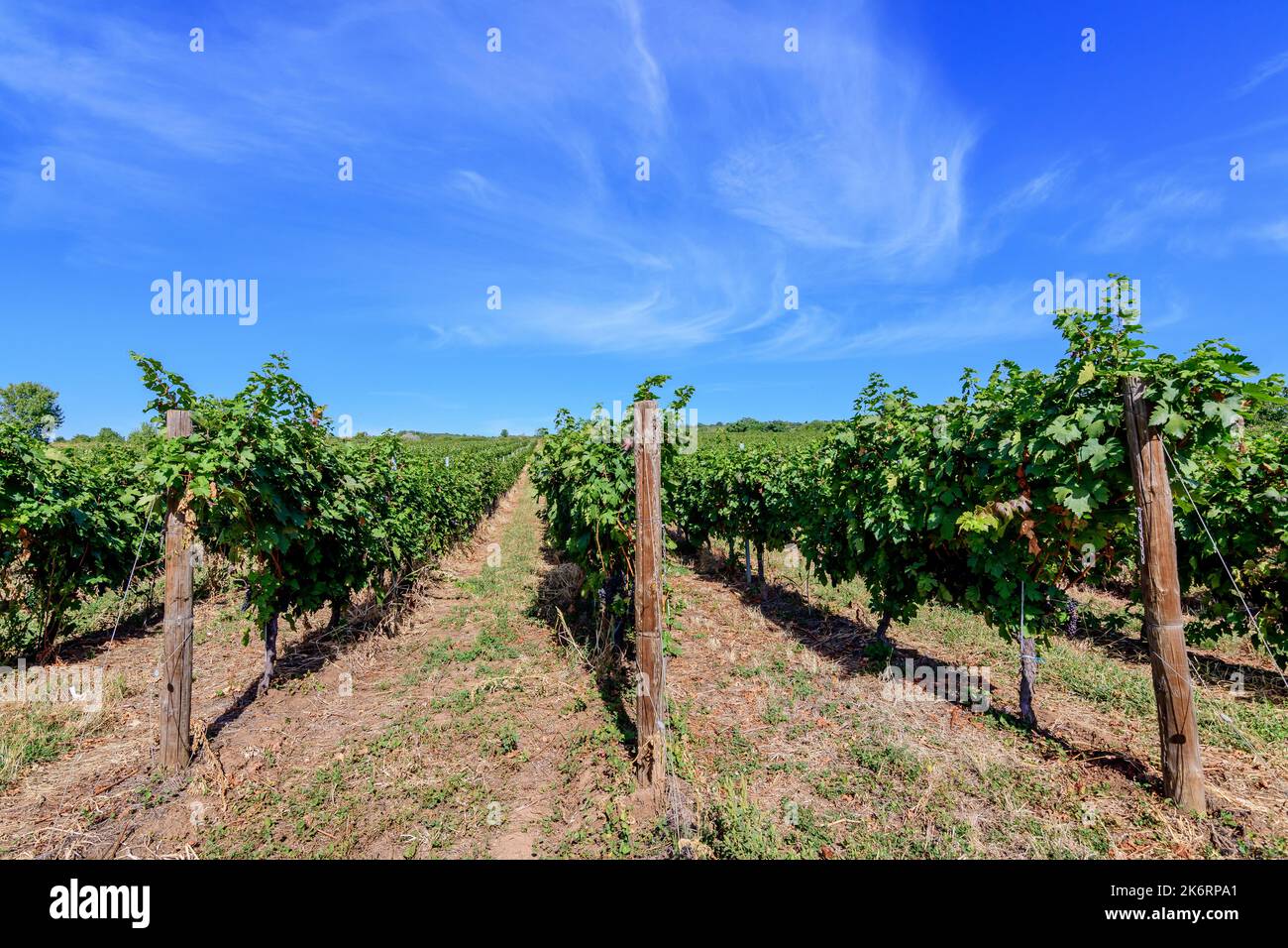 Fila con grandi piante con molte uve biologiche mature e foglie verdi in vigna in una giornata di sole autunno Foto Stock