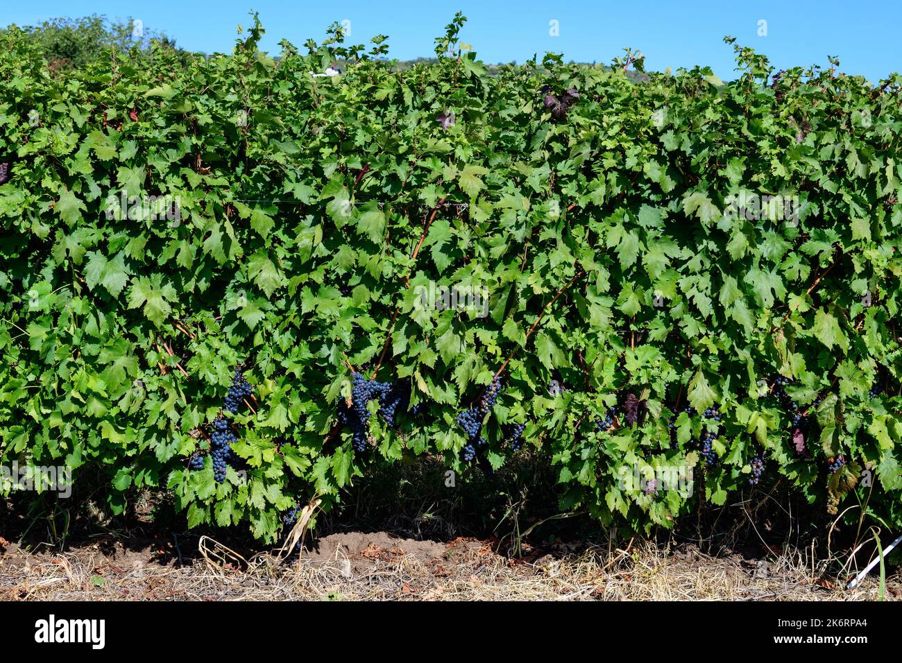 Fila con grandi piante con molte uve biologiche nere scure mature e foglie verdi in vigna in una giornata di sole autunno Foto Stock