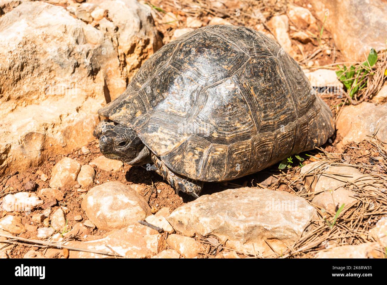 La tartaruga greca (Testudo graeca), nota anche come tartaruga a coscia dritta, in Turchia. La tartaruga greca è un animale di lunga durata, che raggiunge un l Foto Stock