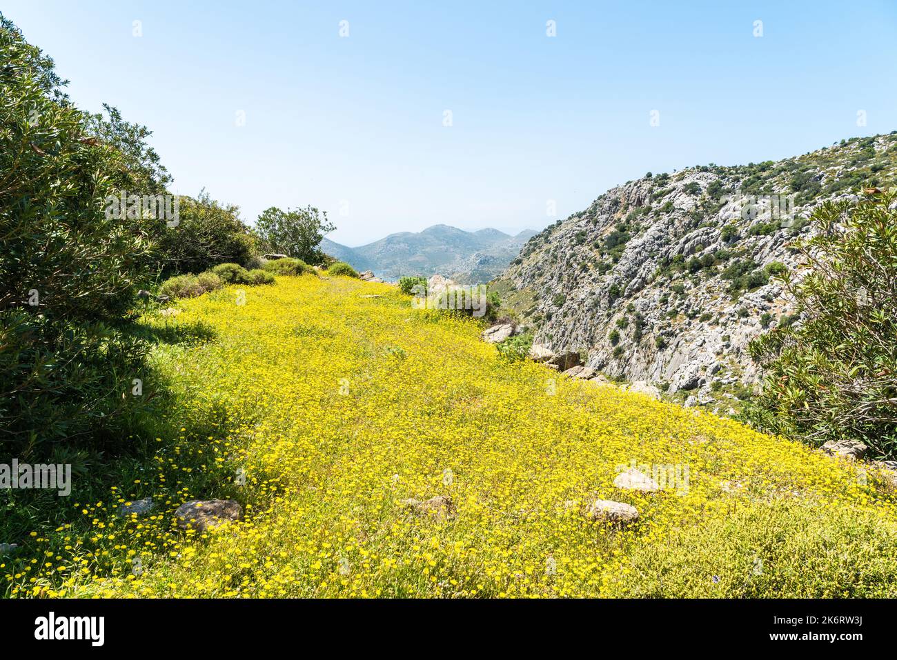 Campo di fiori gialli lungo il Sentiero Mariano sulla penisola di Bozburun nella provincia di Mugla in Turchia, in primavera. Foto Stock