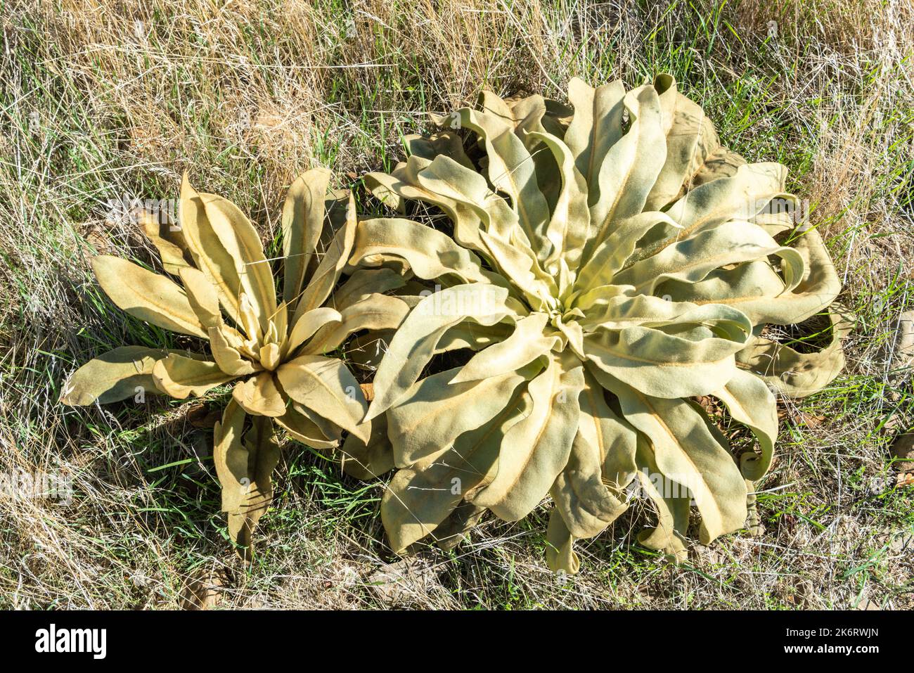 Rosetta senza stelo di foglie di Verbascum thapsus, una specie di pianta di mullein, nella Turchia mediterranea. Foto Stock