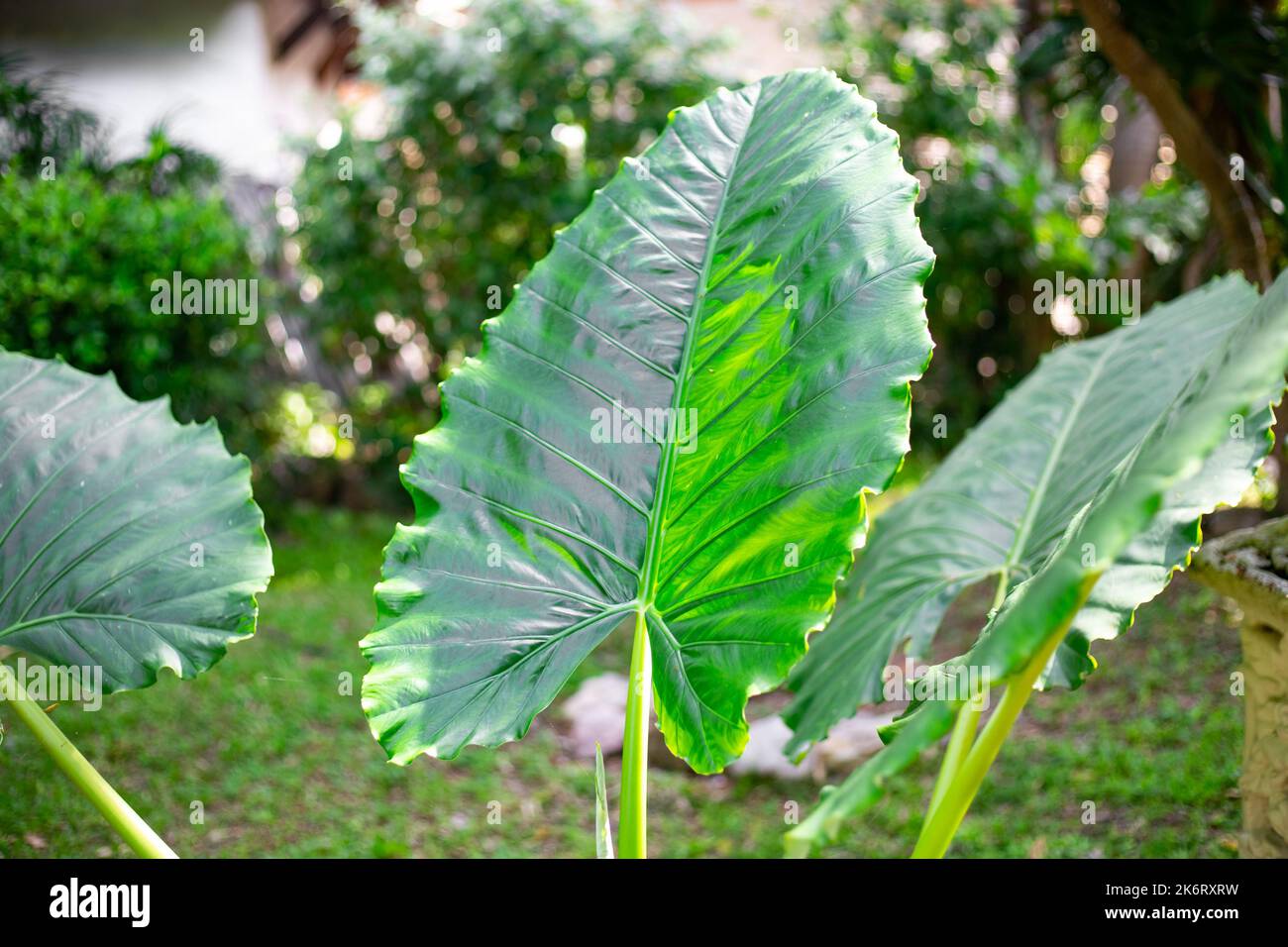 Grandi foglie di una pianta verde tropicale Alocasia Grande radice nel giardino. Vegetazione di Thailandia. Foto Stock