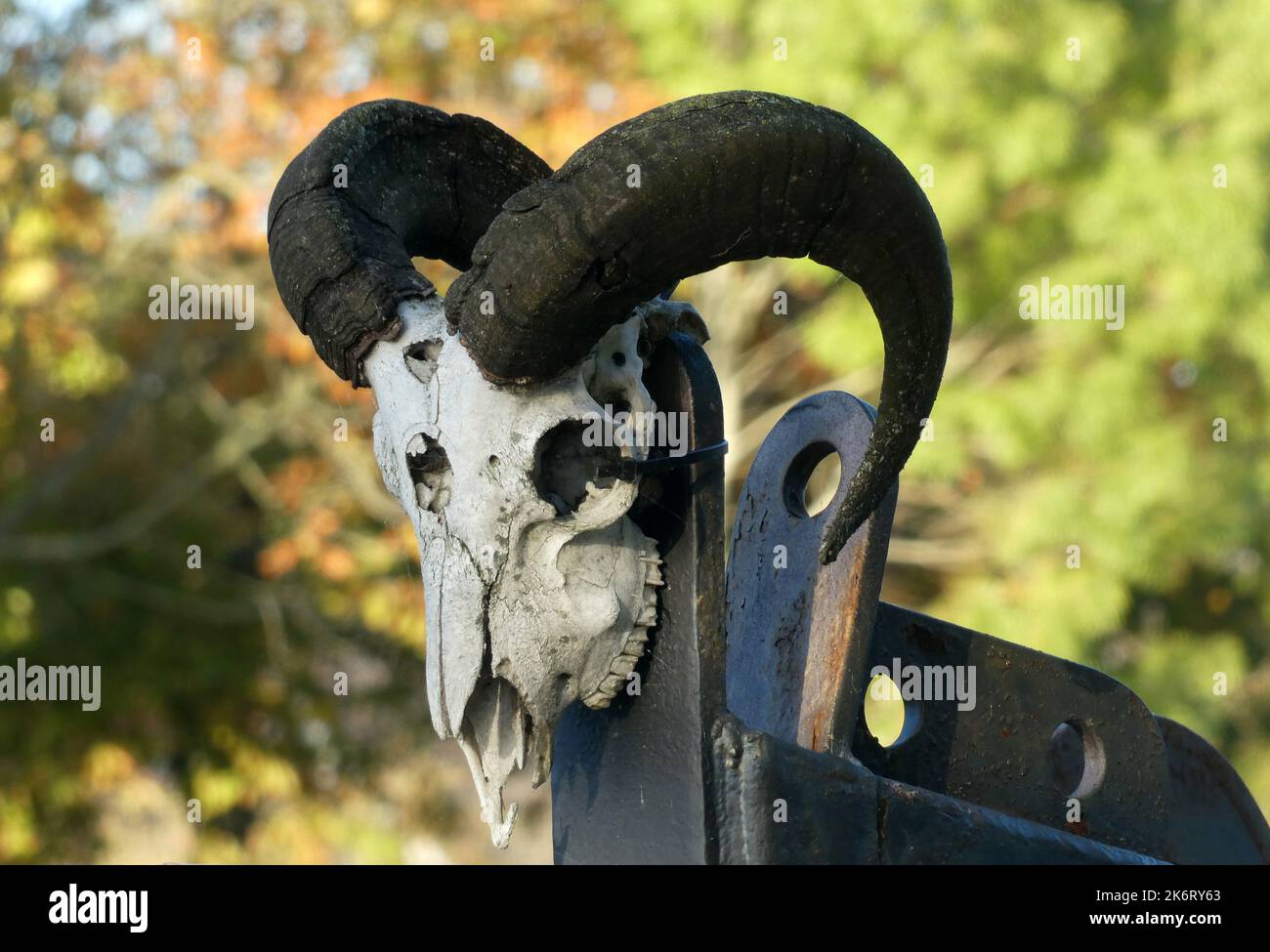 Cranio di un montone con corna nere. Lo sfondo è sfocato. Gli avvisatori acustici sono neri. Questo cranio era attaccato alla parte anteriore di una nave Foto Stock