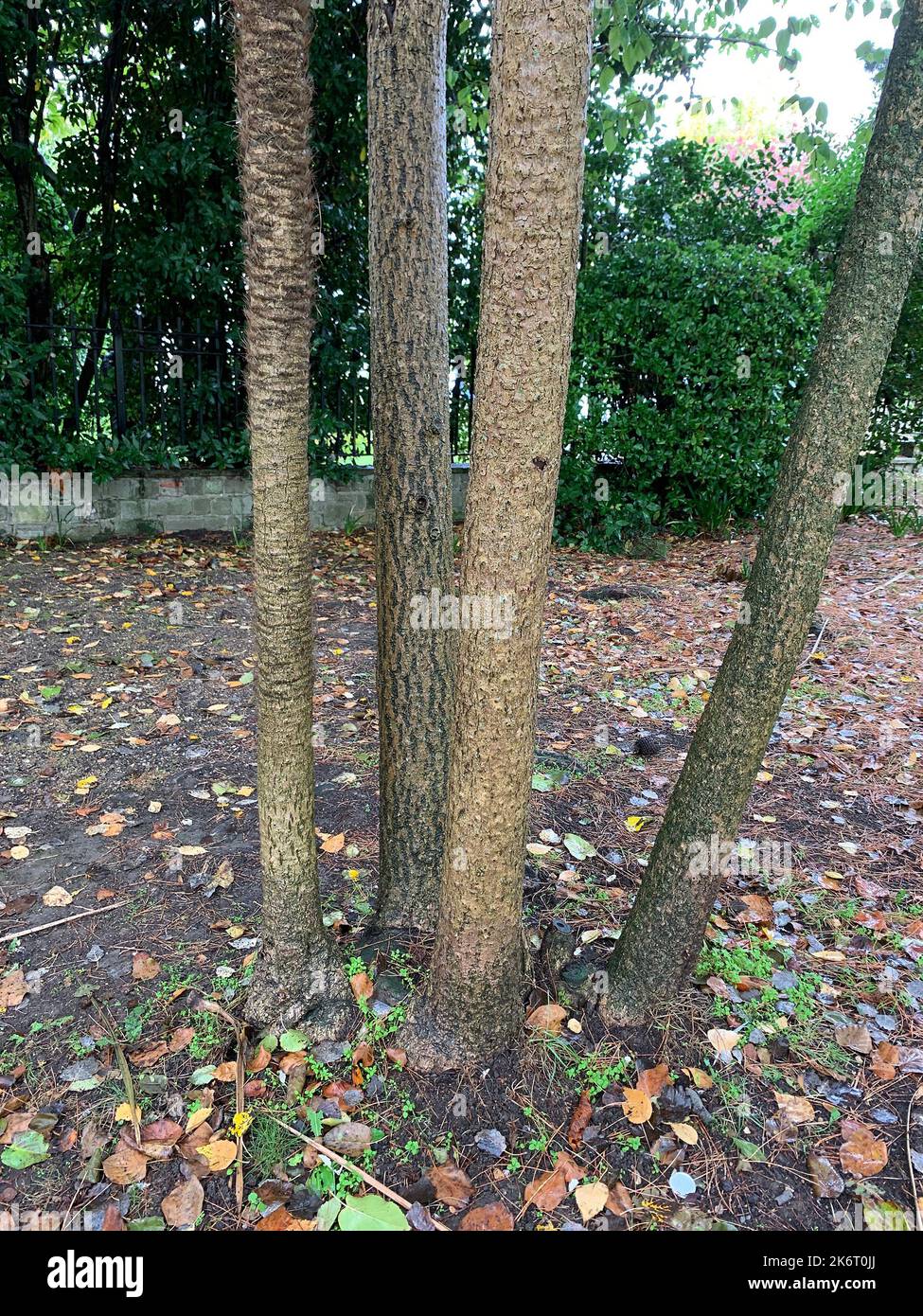 Primo piano di più steli del piccolo albero esotico Cordyline australis o Cabbage Palm in autunno. Foto Stock