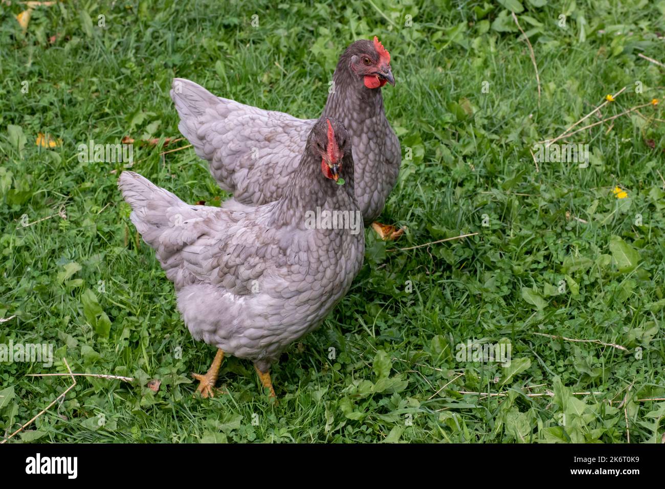 Bei polli camminano su un prato con erba verde Foto Stock
