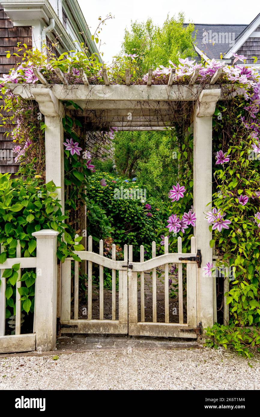 Clematis viola e bianco si arrampicano su un cancello di giardino bianco e su un trellis. Foto Stock