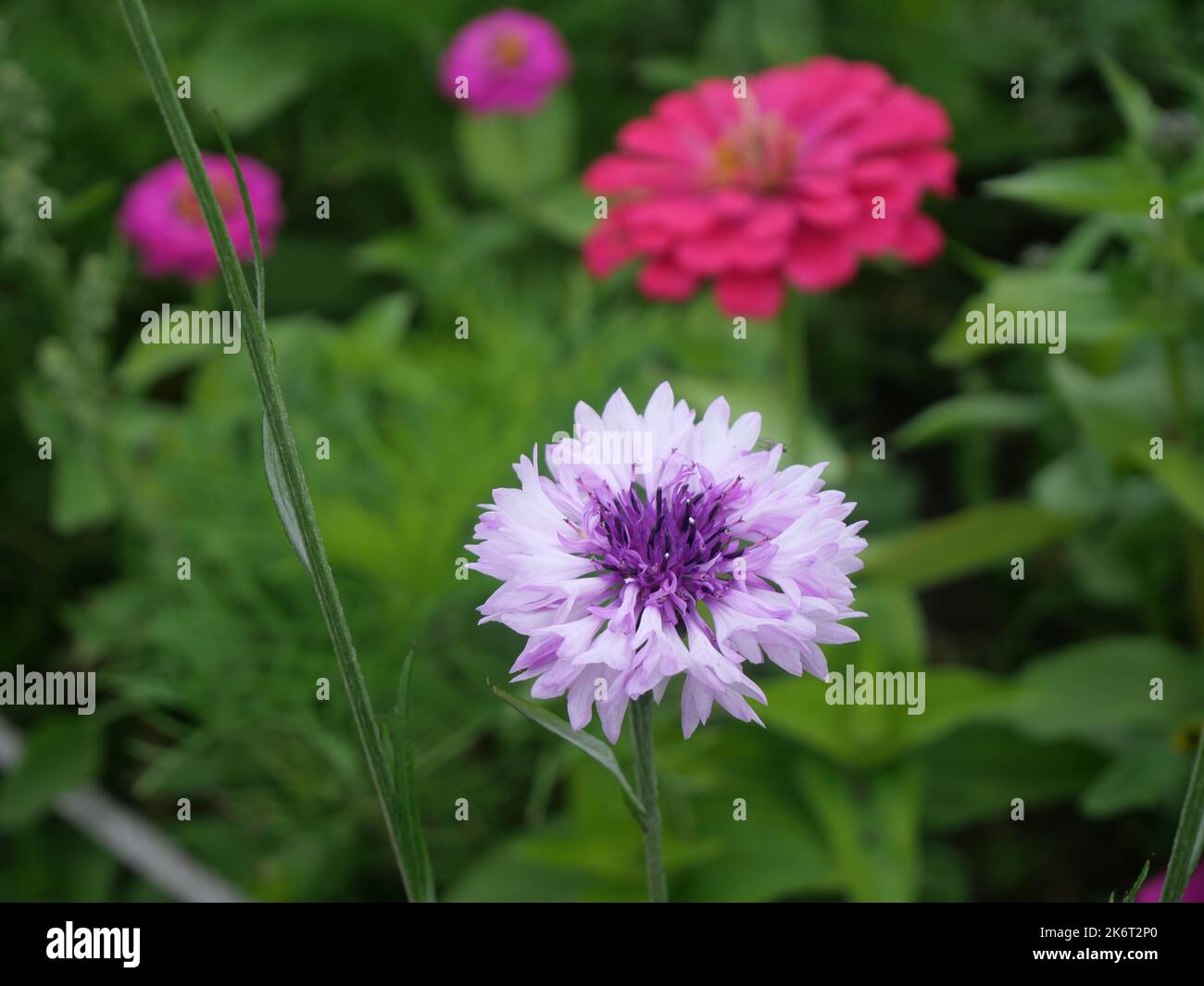Primo piano su un fiore di mais blu o viola con foglie verdi sullo sfondo. Centaurea ciano, comunemente noto come fiore di mais o bachelor's Button. Foto Stock