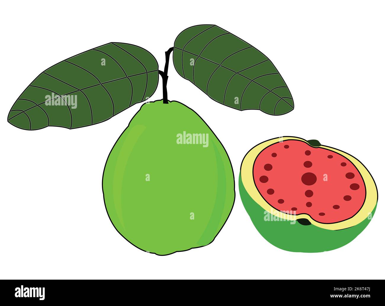 disegno vettoriale guava colorato. Illustrazione delle migliori risorse grafiche. grafica vettoriale per icone e simboli e logo design e cancelleria Illustrazione Vettoriale