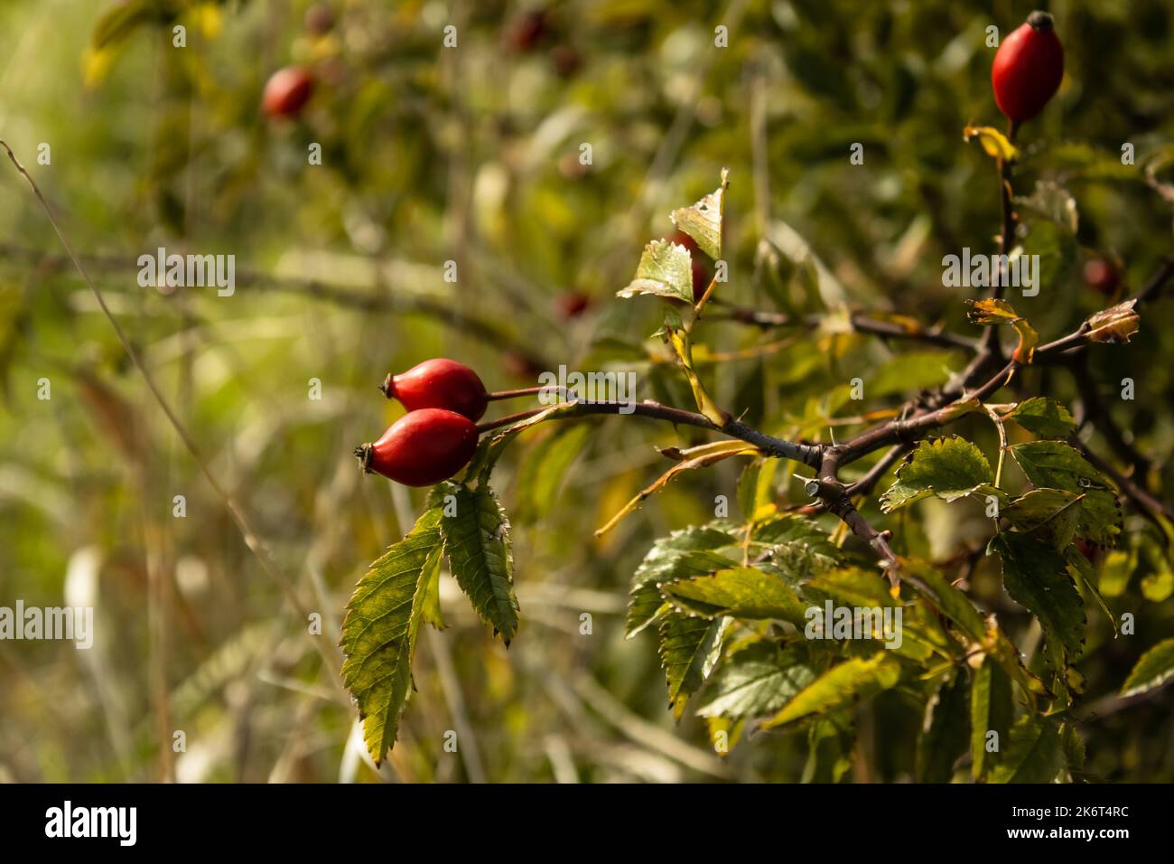 Foto ravvicinata di un cespuglio di rosa Foto Stock