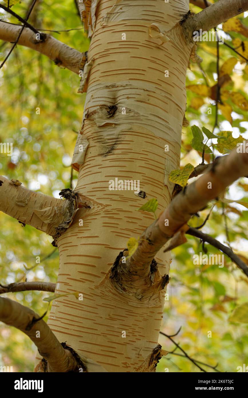 Betula utilis, la betulla himalayana, è un albero deciduo originario dell'Himalaya occidentale Foto Stock