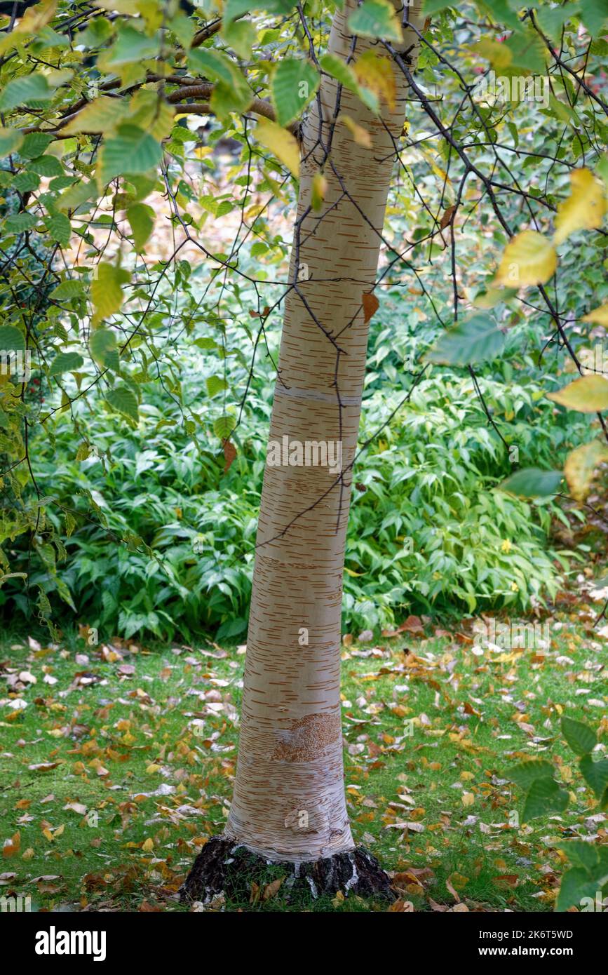 Betula utilis, la betulla himalayana, è un albero deciduo originario dell'Himalaya occidentale Foto Stock