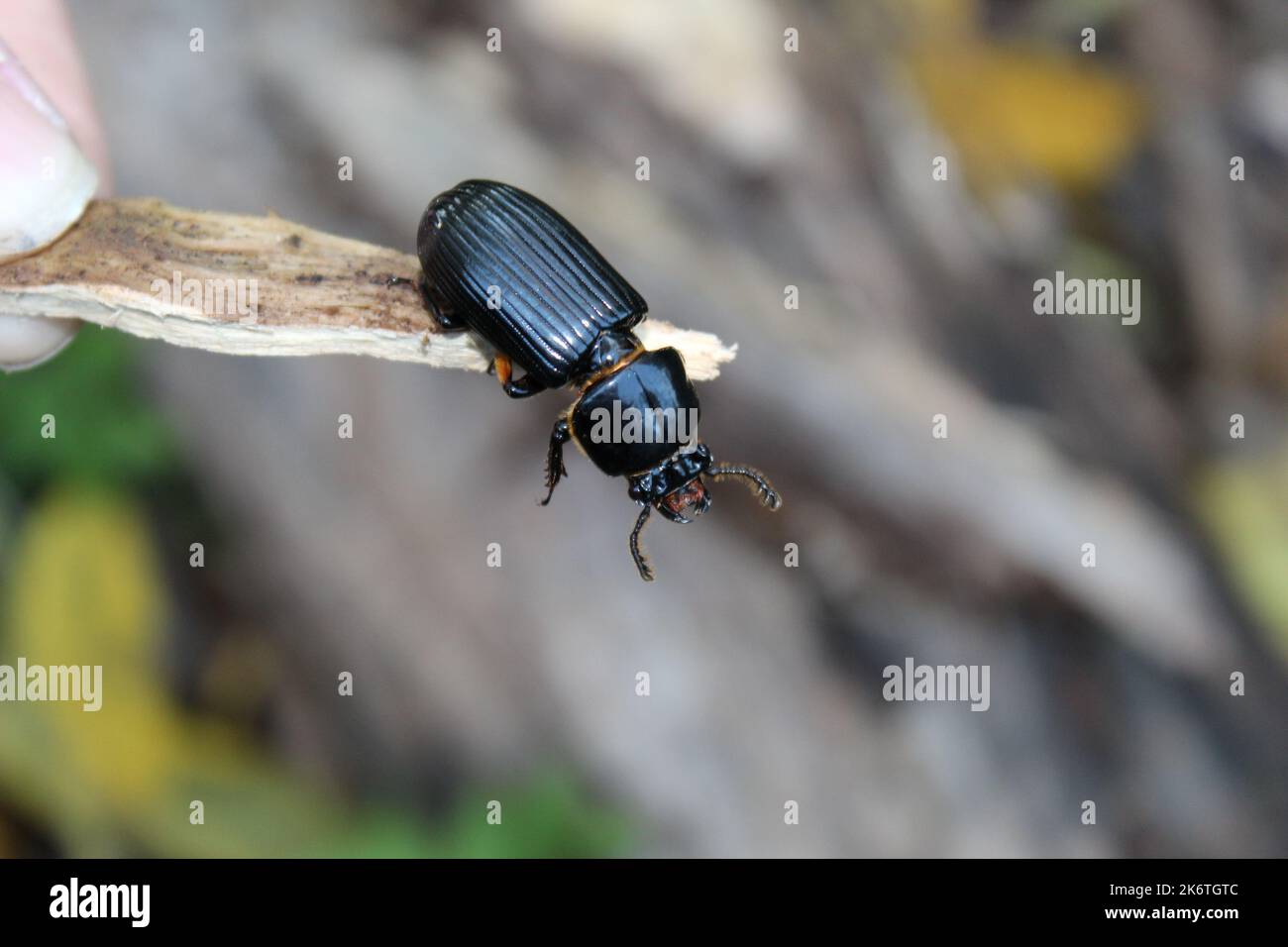 Un grosso scarabeo nero trovato in legno marciume. Foto Stock