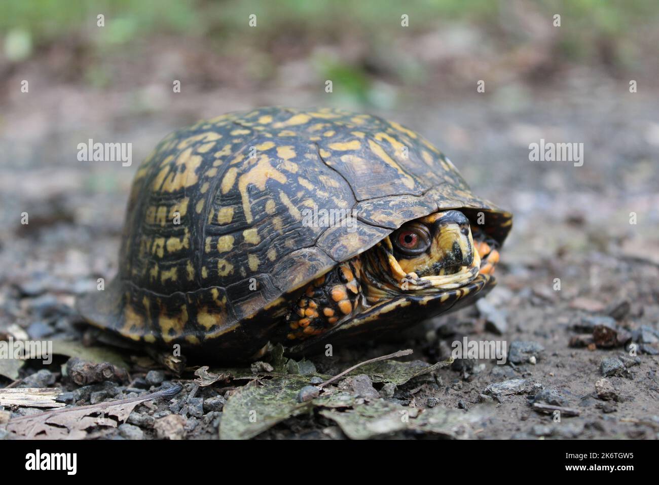 Una piccola tartaruga di scatola orientale, un tipo di tartaruga di scatola, si nasconde nel suo guscio. Sbirciando fuori per vedere se è sicuro uscire. Foto Stock