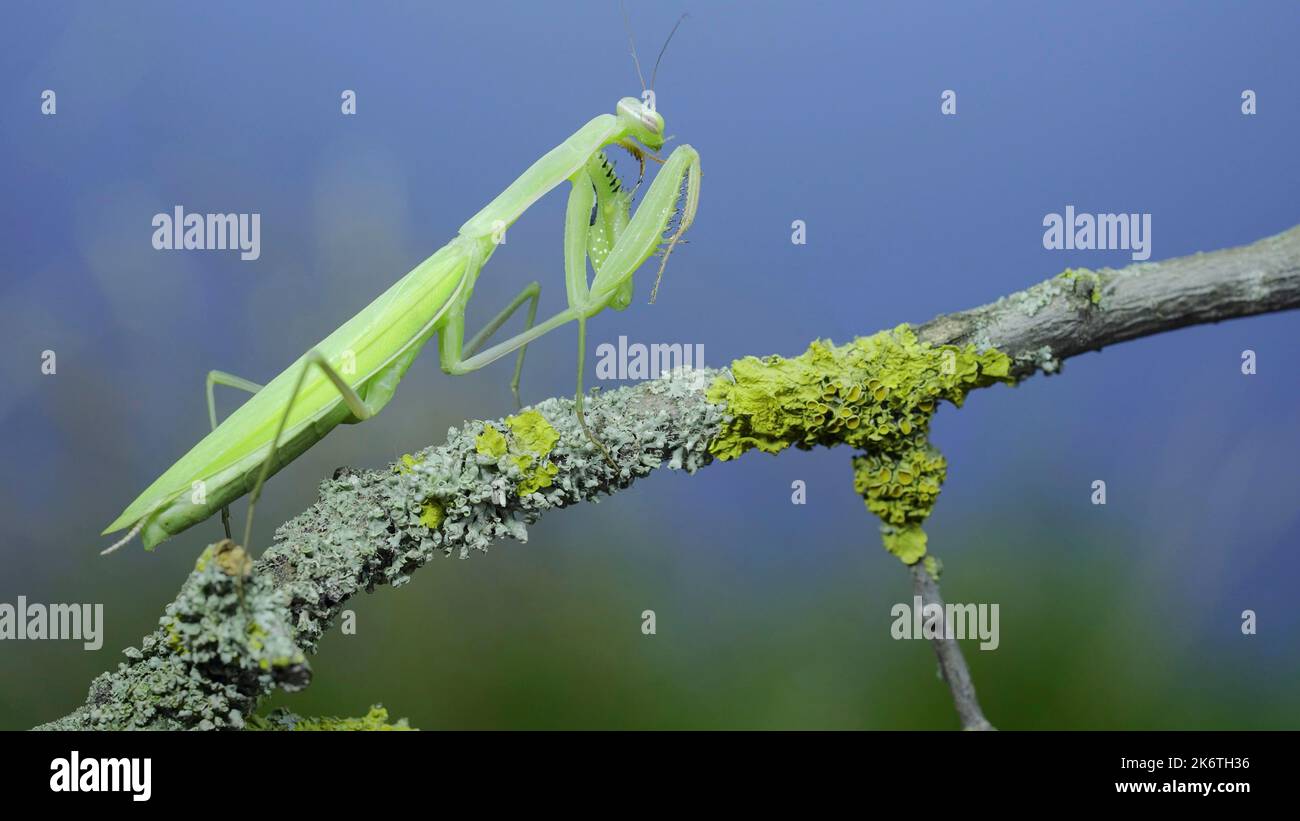 Il mantide verde di preghiera siede sul ramo dell'albero e pulisce le sue zampe sull'erba verde e sullo sfondo blu del cielo. Mantis europeo (Mantis religiosa) Foto Stock