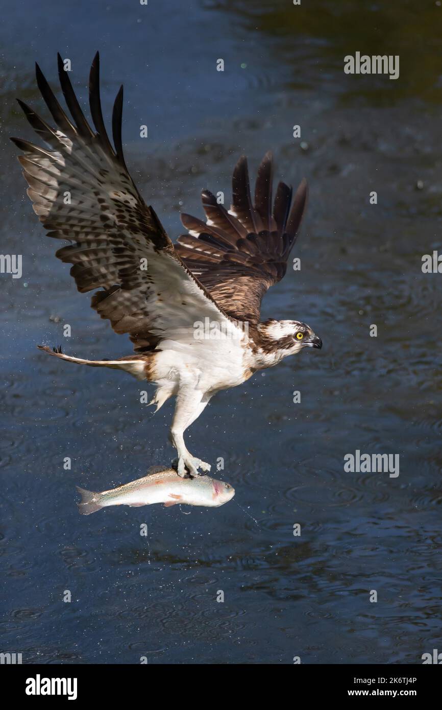 Pesca del falco pescatore occidentale (Pandion haliaetus), Finlandia Foto Stock