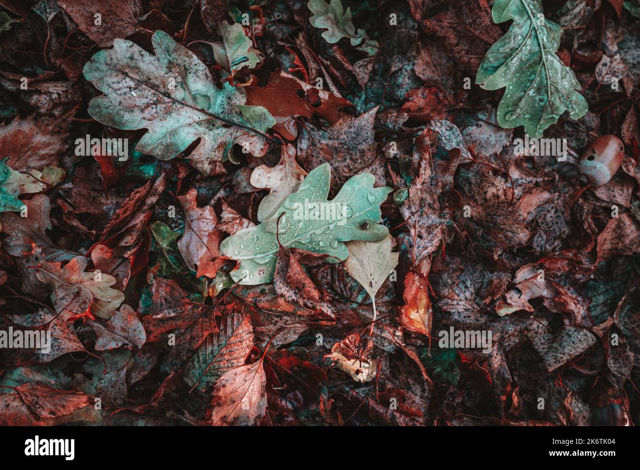 Il lapet (Gastropacha quercifolia) giace sul terreno tra le foglie marroni in autunno, Hannover, bassa Sassonia, Germania Foto Stock