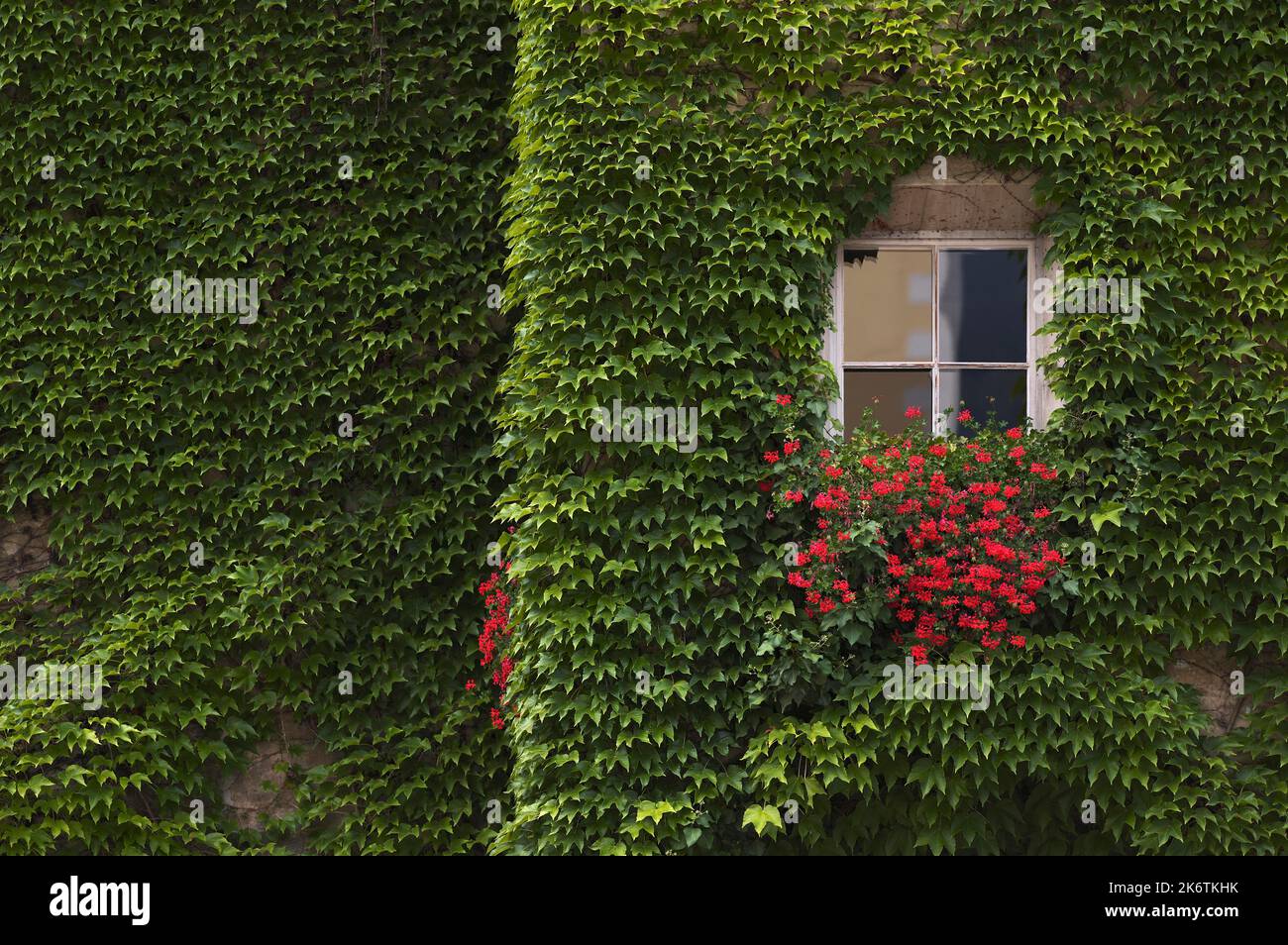 Ivy sulla parete della casa, Piazza del Duomo, Bressanone, Alto Adige, Trentino, Italia Foto Stock