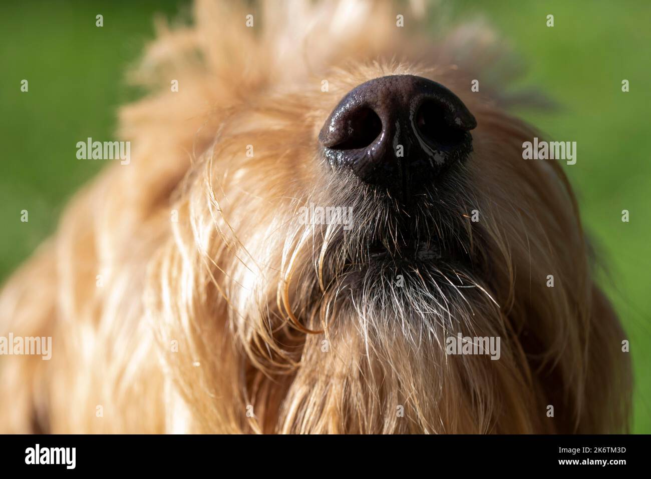 Naso bagnato, Mini Goldendoodle, Germania Foto Stock