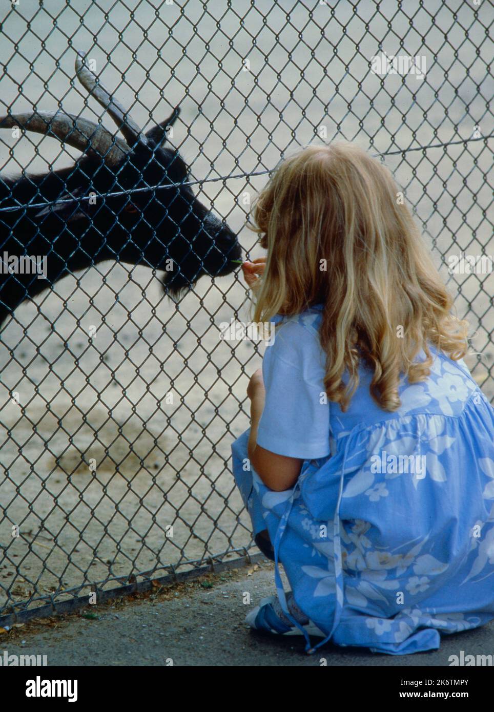 La bambina gioca con capra, recinzione di rete metallica, Zoo Wilhelma Stuttgart, Germania, la bambina gioca con capra nanna, recinzione di rete metallica, Germania Foto Stock