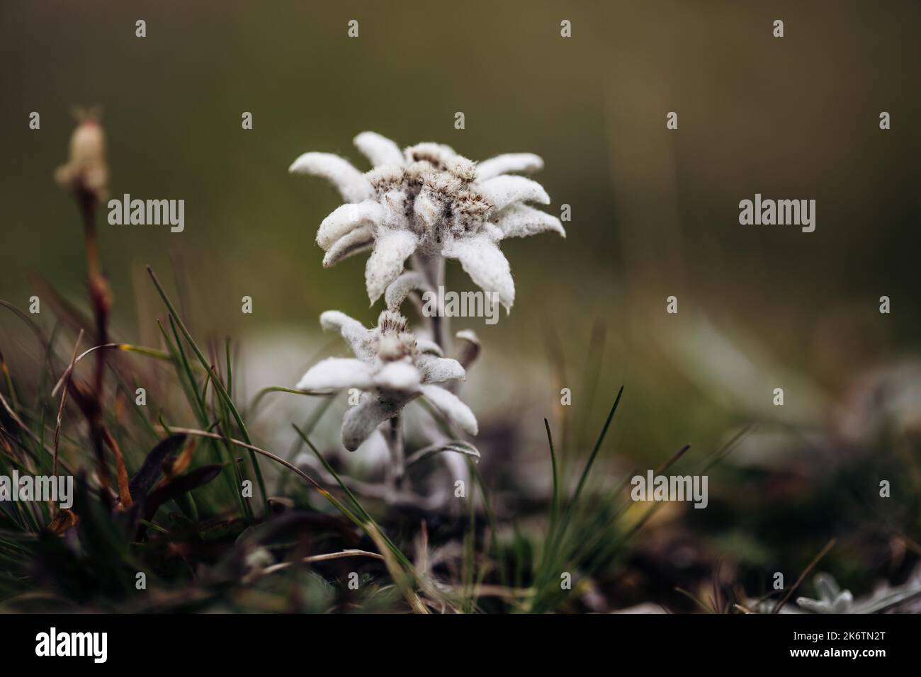 Alici (Leontopodium nivale), alici sul trenchling, Lagoess-Sankt Katharein, Stiria, Austria Foto Stock