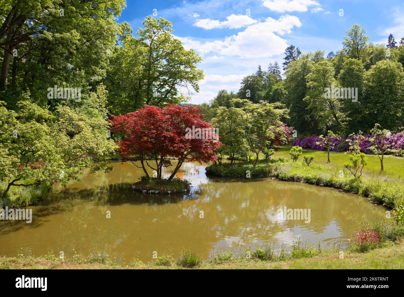 Acero giapponese liscio (Acer palmatum) su piccola isola in stagno, parco del castello, creato stagno del 18th ° secolo, fiore di rododendro nella parte posteriore, Berleburg Foto Stock