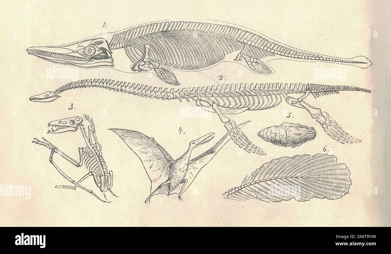 Antica illustrazione incisa degli scheletri animali estinti. Illustrazione vintage di scheletri animali estinti. Antica immagine incisa degli scheletri animali estinti. 1. Ichthyosaur. 2. Plesiosauro. 3. e 4. Pterosauro. Foto Stock