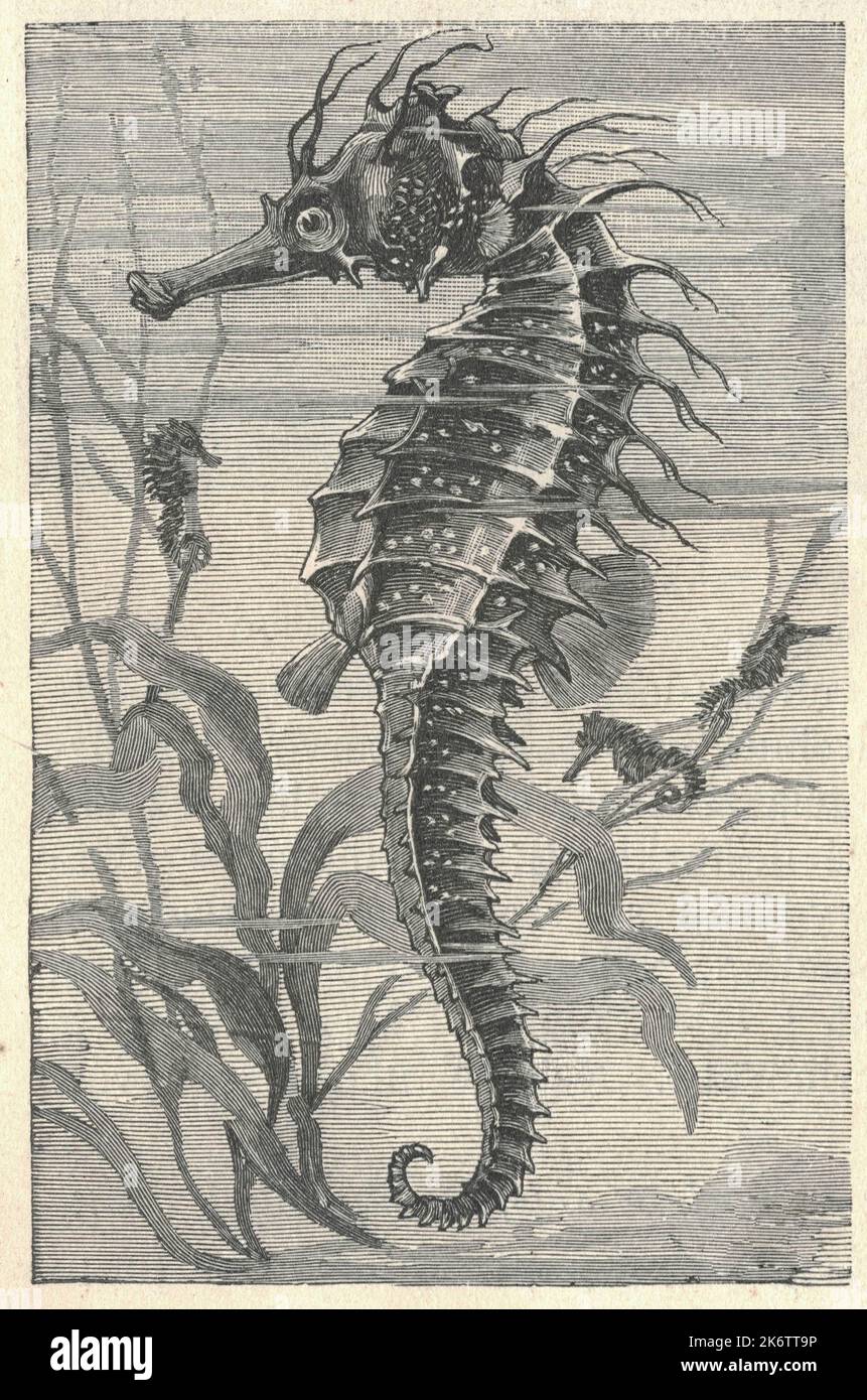 Antica illustrazione del cavalluccio marino. Illustrazione vintage del cavalluccio marino. Immagine antica del cavalluccio marino. I cavallucci marini si trovano principalmente in acque tropicali poco profonde e temperate in tutto il mondo, da circa 45°S a 45°N. Vivono in aree protette come i letti di praterie, estuari, barriere coralline e mangrovie. Quattro specie si trovano nelle acque del Pacifico dal Nord America al Sud America. Nell'Atlantico, Hippocampus erectus varia dalla Nuova Scozia all'Uruguay. L'H. zosterae, conosciuto come cavalluccio marino nano, si trova nelle Bahamas. Colonie sono state trovate in acque europee come il Tamigi Foto Stock