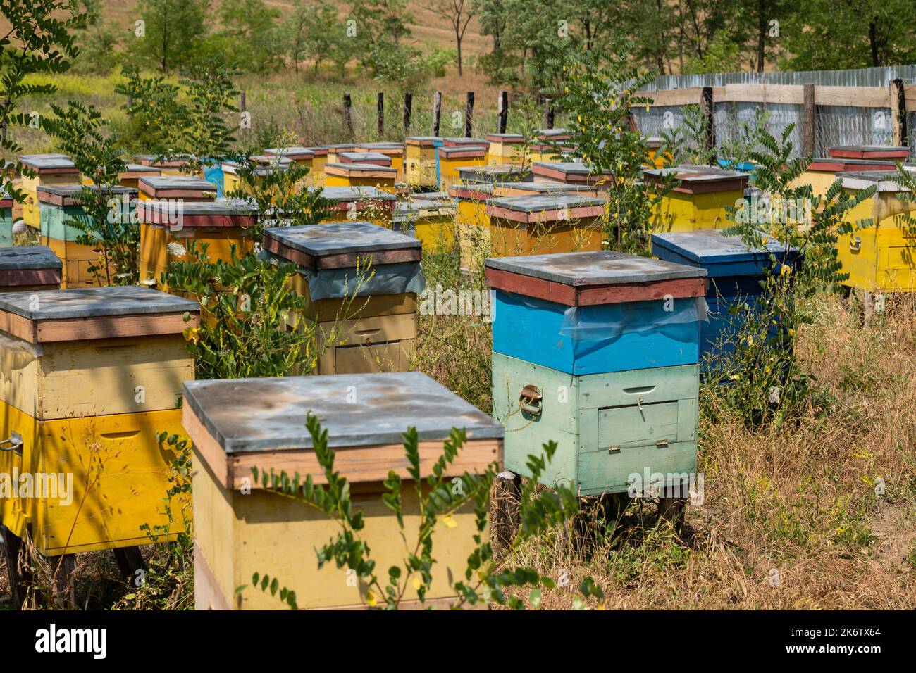Case o alveari di api mellifere nella regione moldova della Romania. Foto Stock