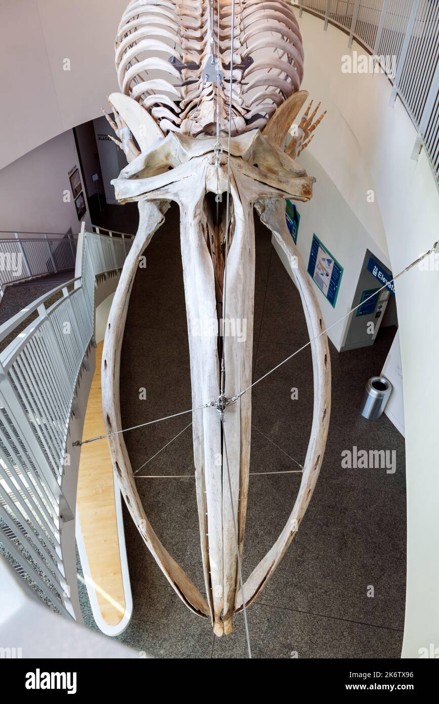Balena bowhead; Balaena mysticetus; agviq; Università dell'Alaska; Museo del Nord; Fairbanks; Alaska; USA Foto Stock