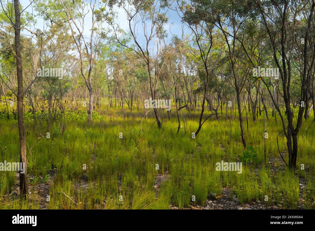Parco Nazionale di Litchfield, Territorio del Nord, l'Australia Foto Stock